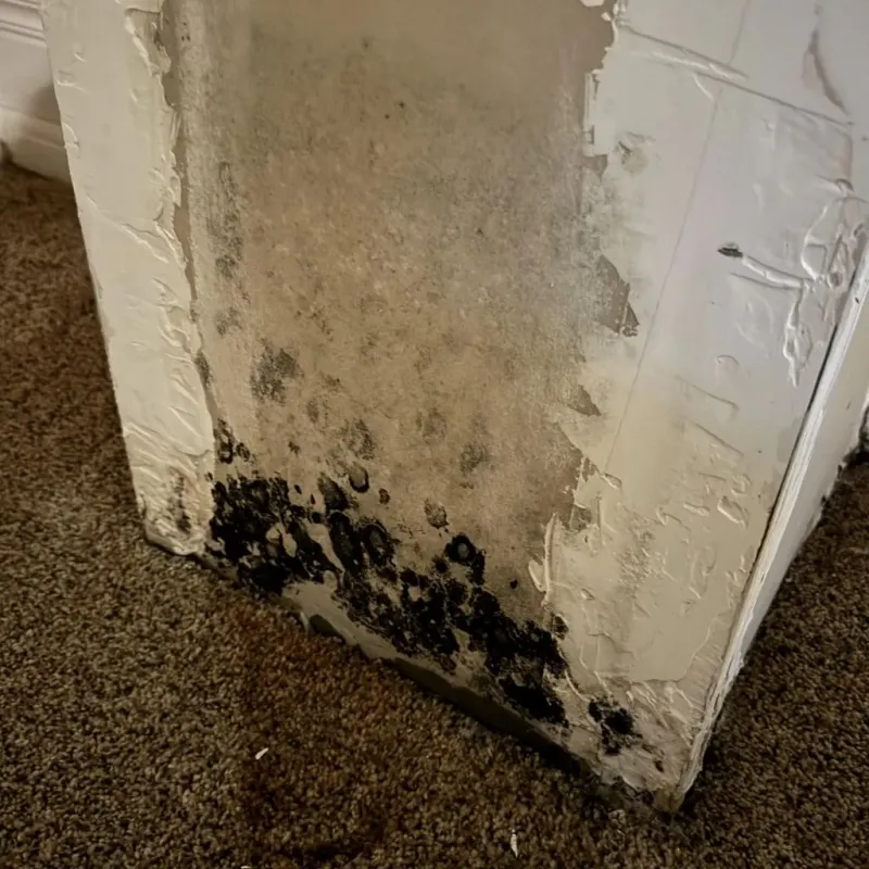 Professional Mold Removal in Valley Center, KS